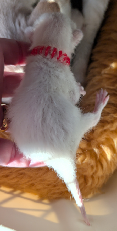 Kitten Body
